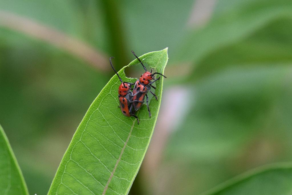 2025-07059403 River Bend Farm, MA.JPG - Red Milkweed Beetles. River Bend Farm, MA, 7-5-2025